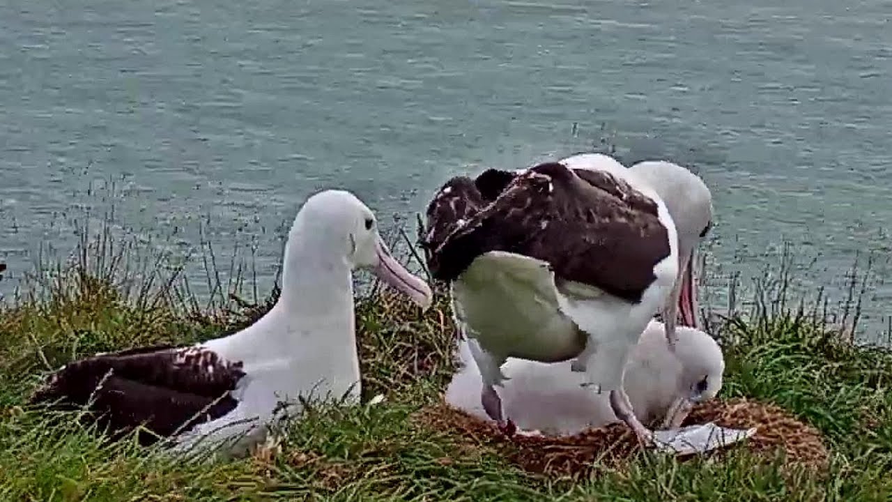 Bully attacks by Red, Mom is defending her Pippa~5:51 pm 2020/03/22