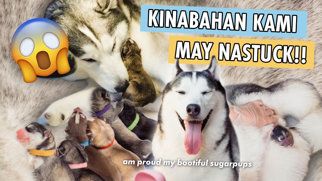 THIS IS IT NANGANAK NA SI SUGAR!! (HUSKY GIVING BIRTH TO 6 PUPPIES)