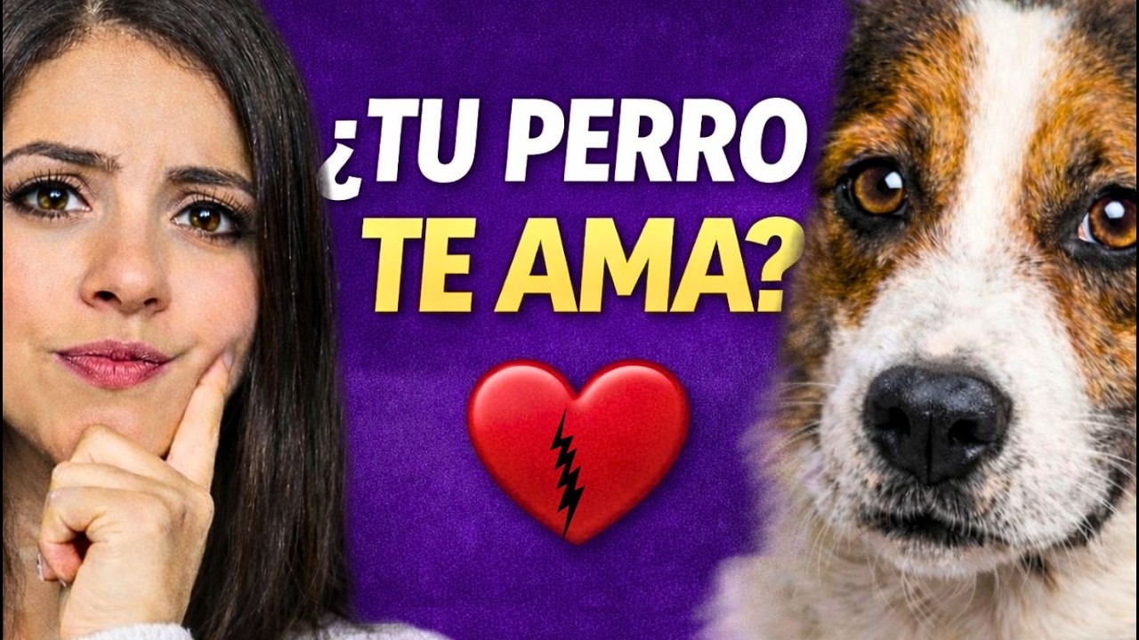 ¿Mi perro me ama o solo depende de mí? La verdad científica 🐶💔