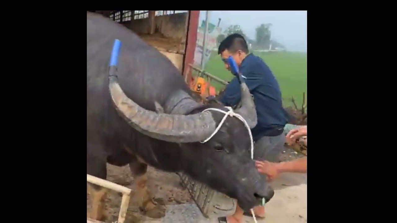Hôm này về rất nhiều trâu khung cho ae lựa chọn nhé 