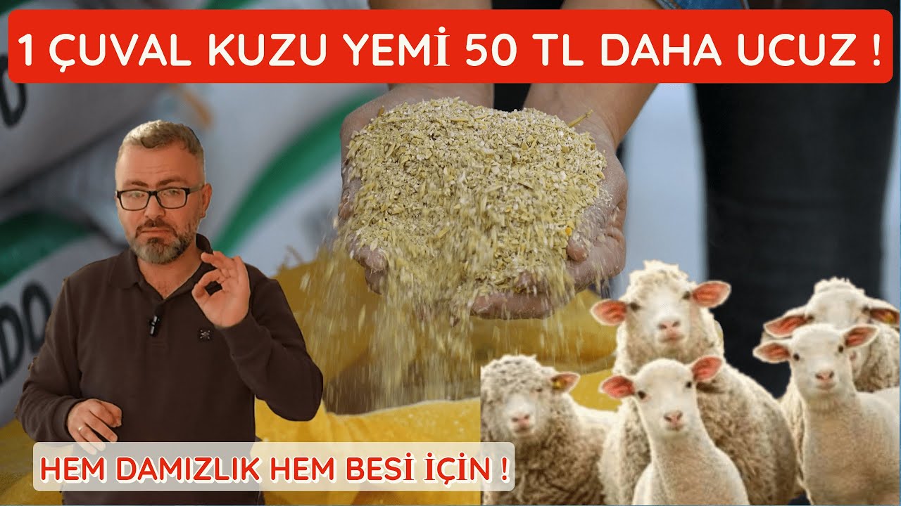 MÜKEMMEL KUZU YEMİ FORMÜLÜ | DAMIZLIK VE BESİ KUZUSU İÇİN YEM YAPIMI