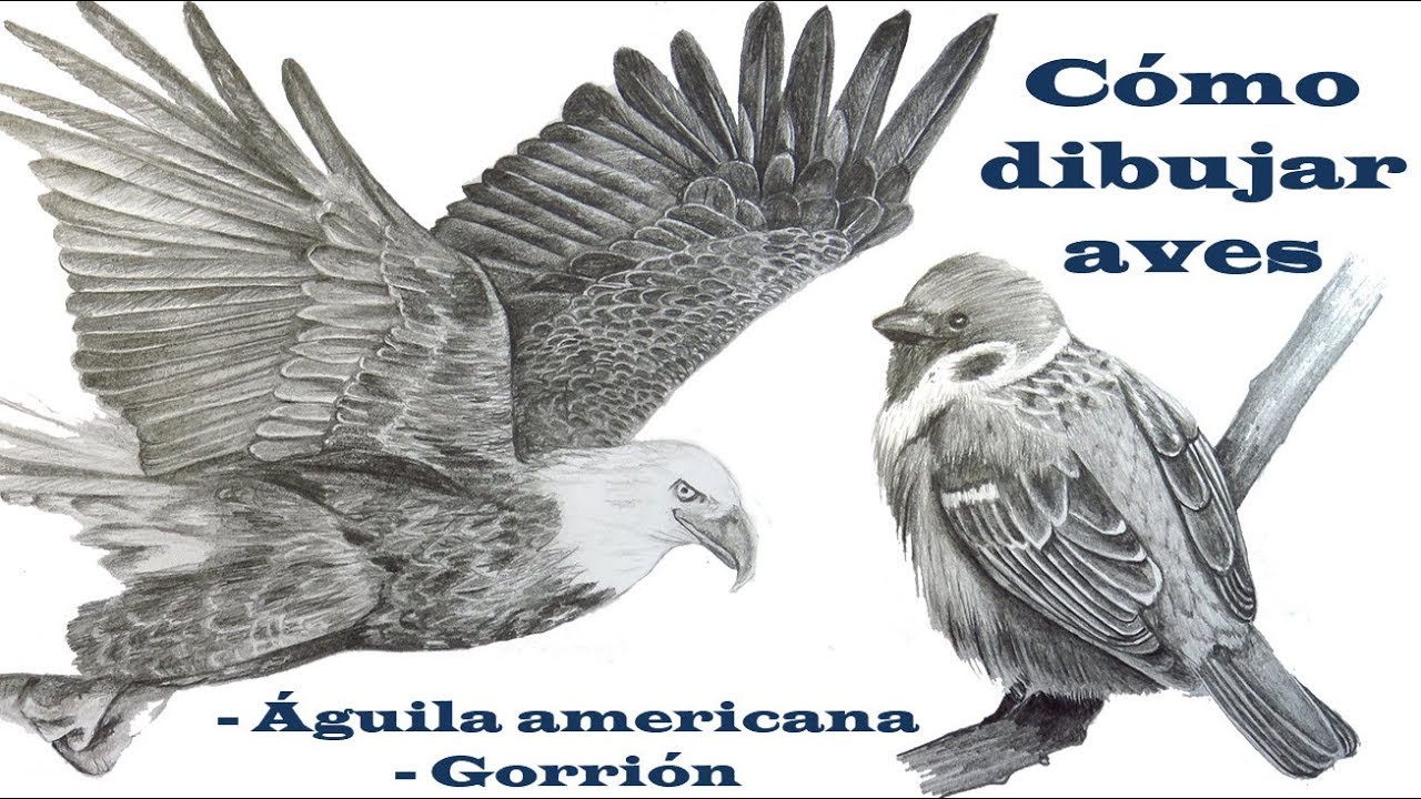 Cómo dibujar Aves | Cómo dibujar un águila | Cómo dibujar un pájaro