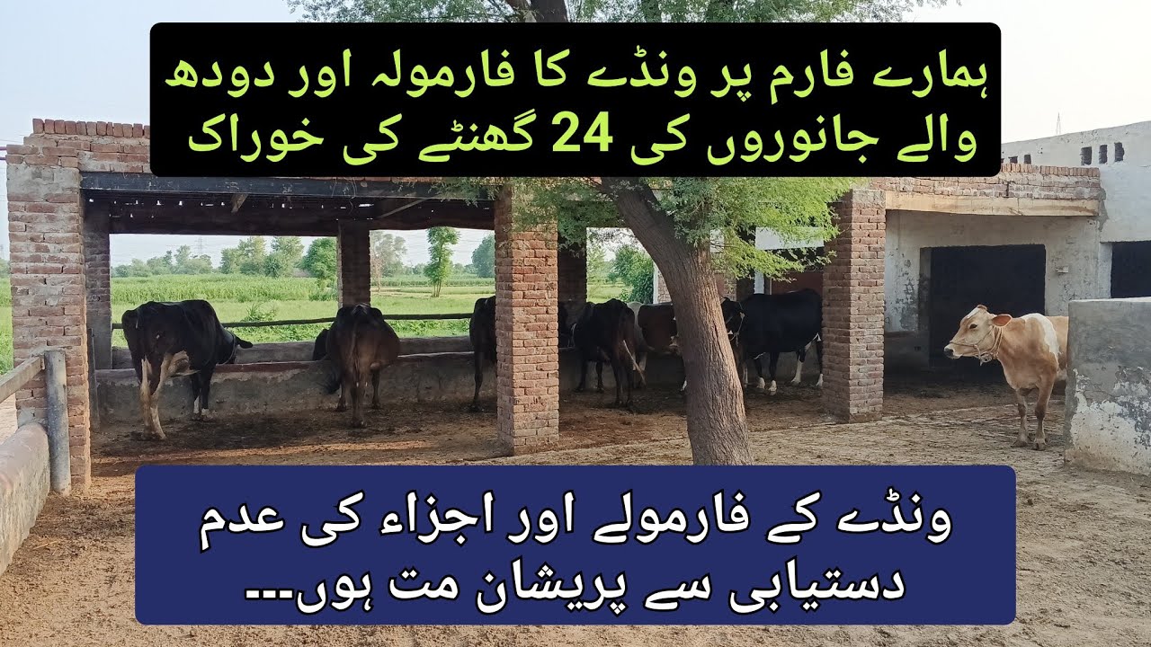 Wanda formula at our farm for dairy cows ll Tips to make wanda at home ll small scale dairy farming