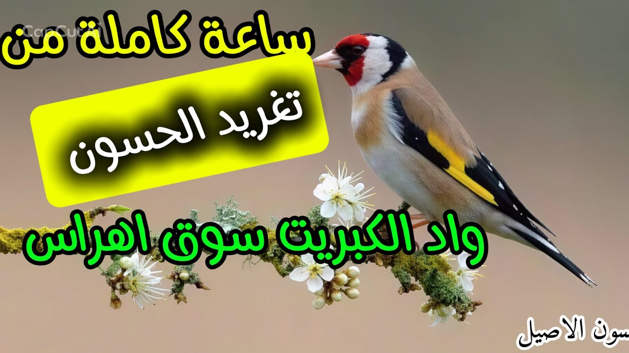 ساعة من تغريد حسون واد الكبريت سوق اهراس 😍