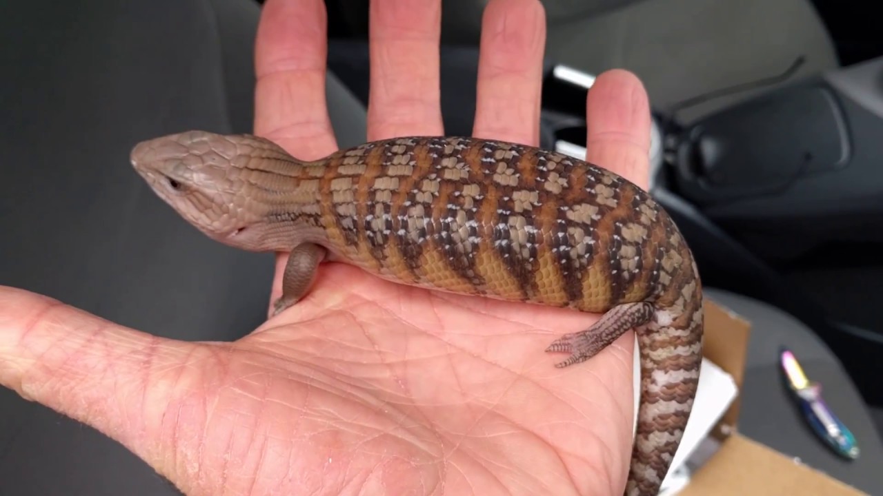 Great White Northern Blue Tongue Skink Unboxing