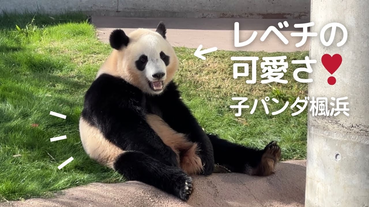 悶絶注意😍まるで幼稚園児みたいなオヤツタイム❤ただただ可愛い子パンダ楓浜🍁