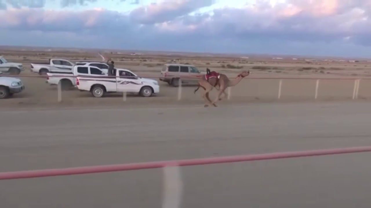 فزعه 🐪شوط رئيسي للبكار الجذاع ماشاءالله تبرك الله ⚔️ل سالم عيد الحويطي✌️