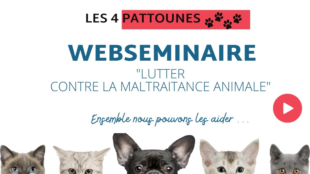 Webseminaire e formation 3   Les 4 pattounes