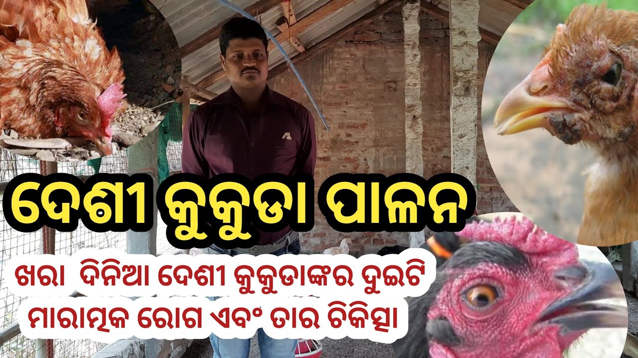 ଦେଶୀ କୁକୁଡା ର ଖରା ଦିନରେ ଦେଖା ଯାଉଥିବା ମୁଖ୍ୟ ରୋଗ ଲକ୍ଷଣ ଏବଂ ଚିକିତ୍ସା//Disease Ranikhet ଓ Fowl poxବସନ୍ତ