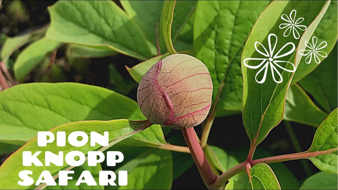 Safari bland Pionknoppar i pionodlingen