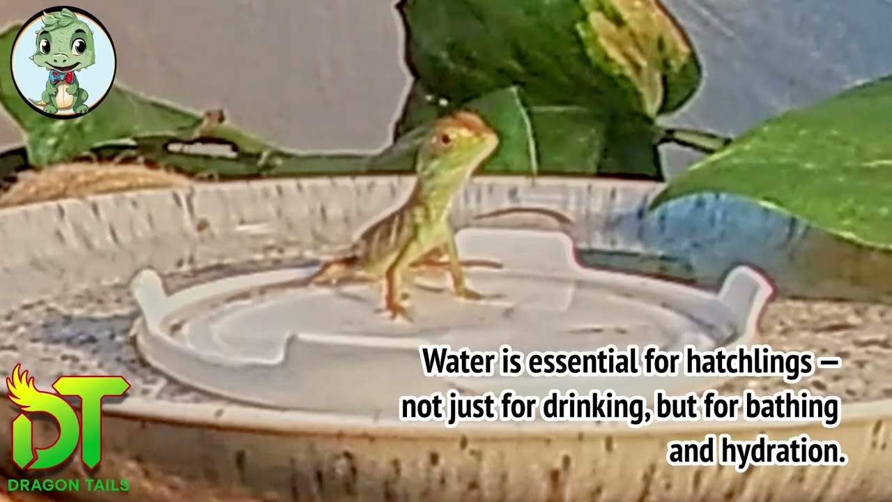 Dragon Tails — Hatchling Bath Time(Episode 01)