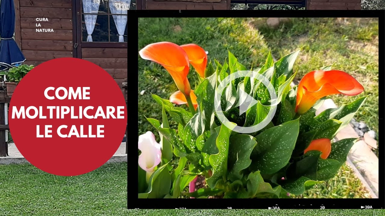 Come Moltiplicare le Calle nel periodo Invernale - sia in Vaso che piena Terra.