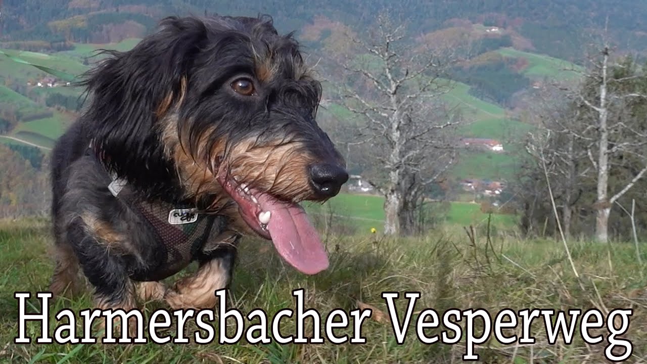 Harmersbacher Vesperweg