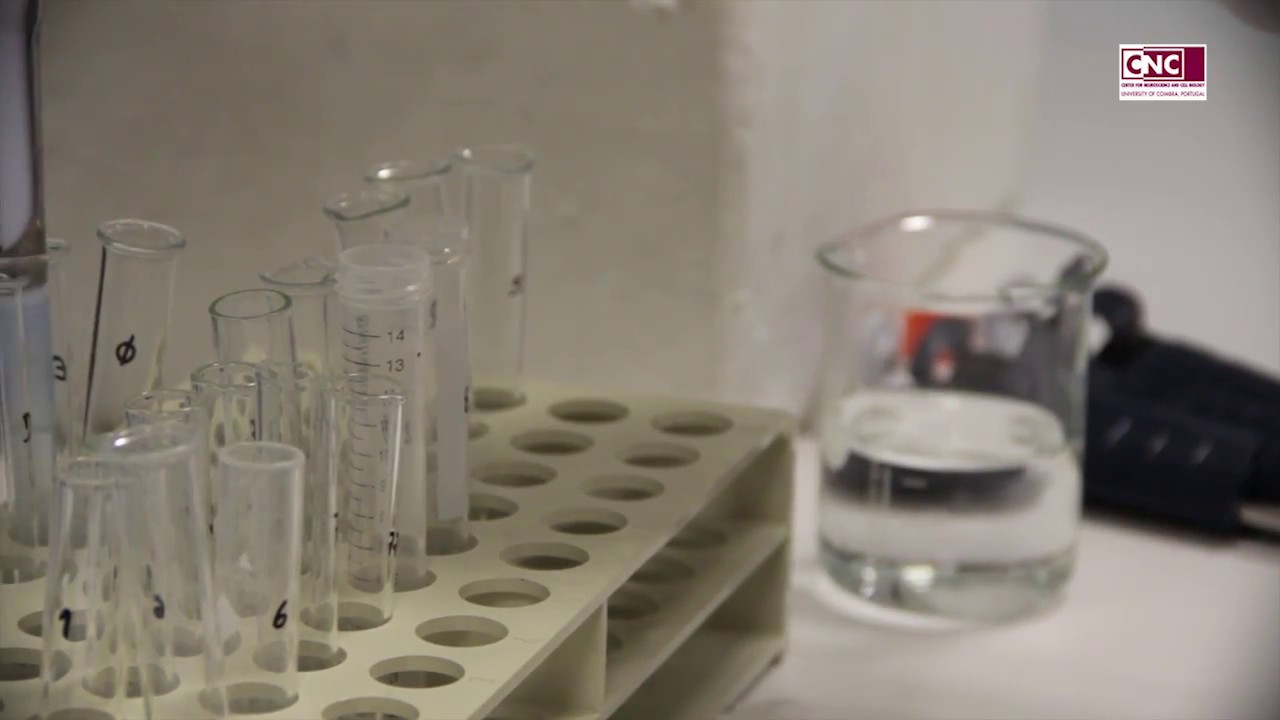 Centro de Neurociências e Biologia Celular - Universidade de Coimbra