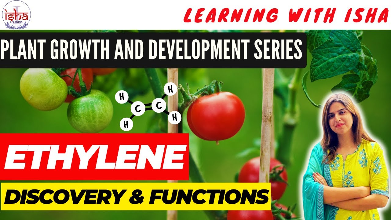 V-9| Ethylene plant hormone- Discovery & Functions| Plant hormone | Plant growth and Development
