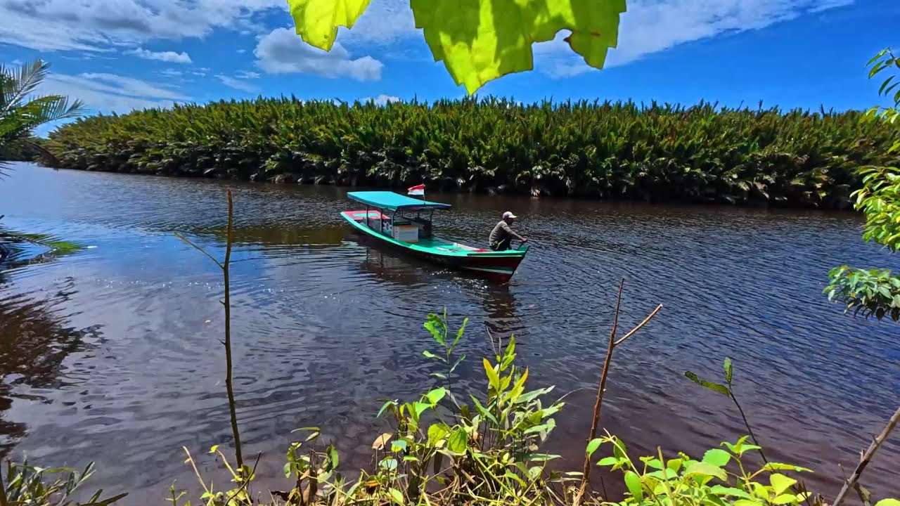 Lama tak mancing di sungai ini, ternyata penghuninya sudah banyak yang besar