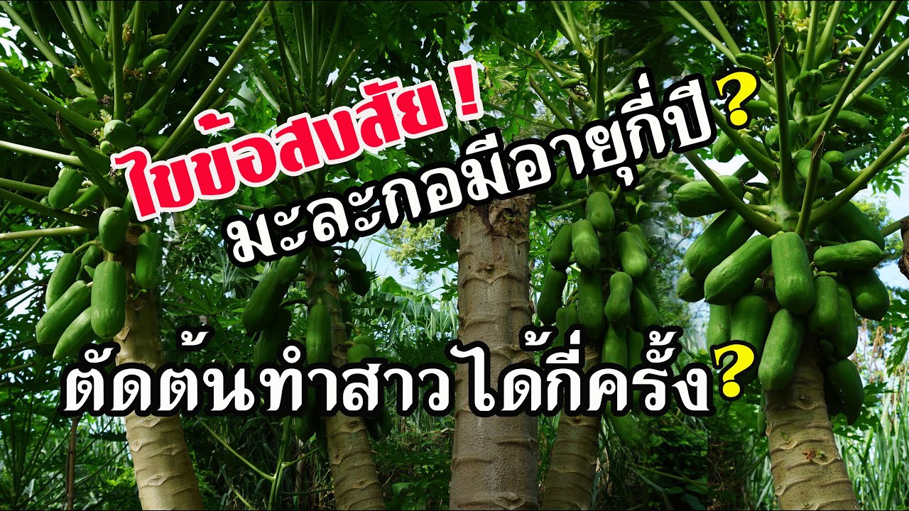 ไขข้อสงสัย..มะละกอมีอายุกี่ปี? ตัดต้นทำสาวได้กี่ครั้ง? อฺธิบายให้ฟังแบบละเอียดครับ