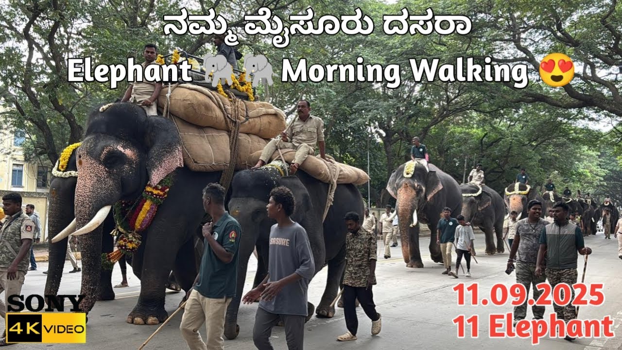 ನಮ್ಮ ಮೈಸೂರು ದಸರಾ | 🐘🐘Elephant Morning Walking | Beauti😍 of Mysuru | 11.09.2025