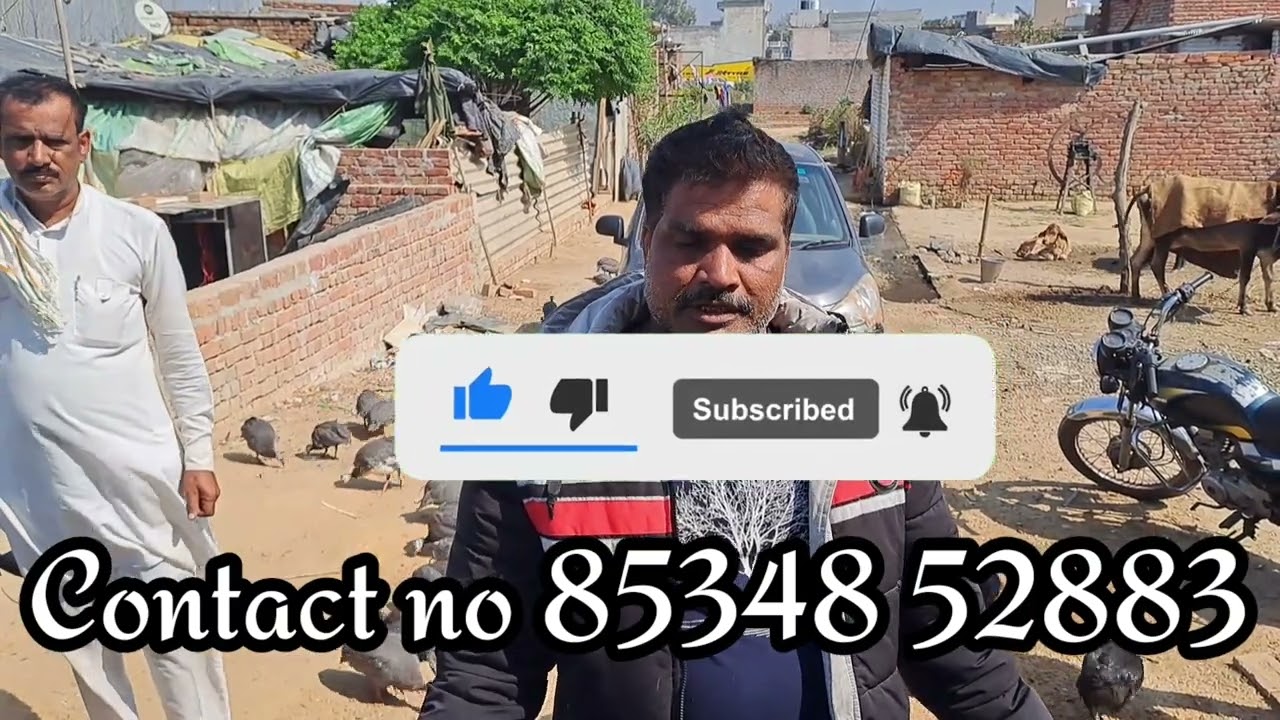 गिनीफाउल पालन सबसे बेस्ट पोल्ट्री फार्मिंग By Anil tyagi #8534852883