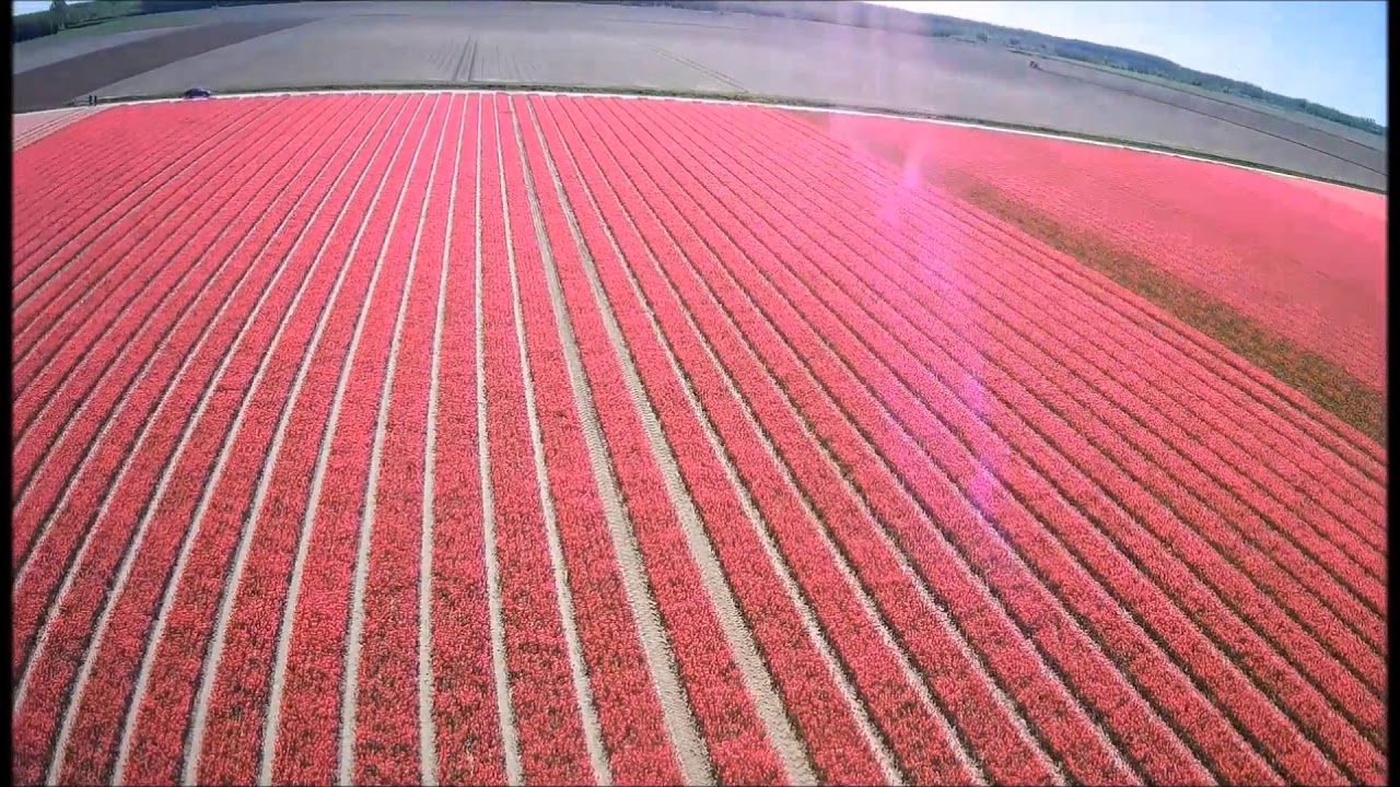 Tulpen Vollenhove