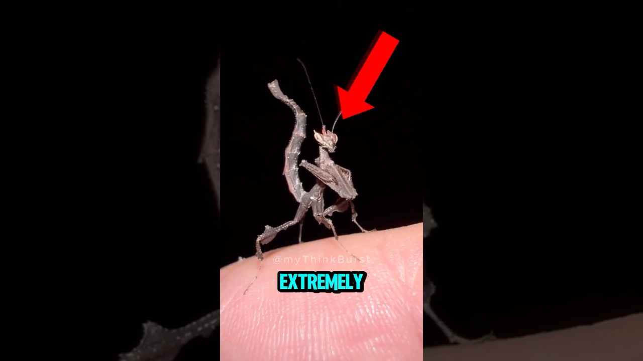 TOP 5 EXTREMELY RARE INSECTS DISCOVERED IN THE WILD THAT WILL SHOCK YOU 🌿🦋