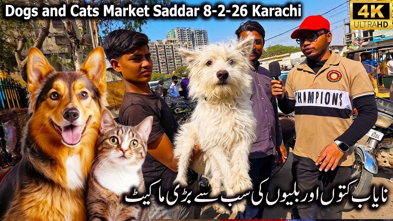 Exotic Dogs and Cats Market Saddar Karachi 8-2-26 Unique and Rare Breeds Of Dogs Latest Updates