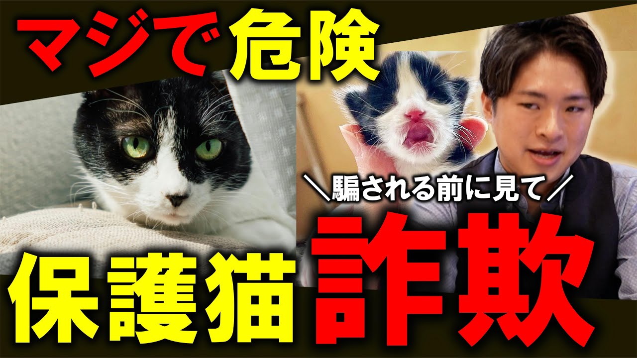 【トラブル注意】保護猫をお迎えする時にココだけは必ずチェックしてください！ #保護猫 #子猫 #のらねこ