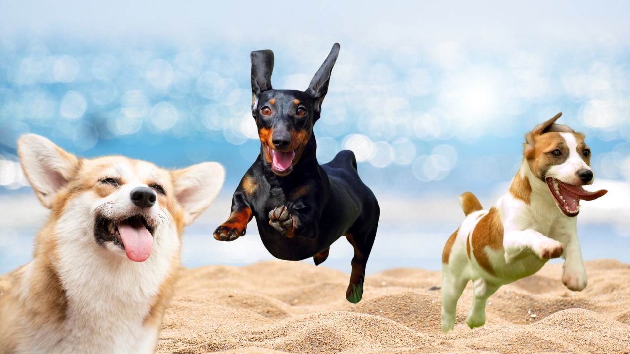 Cachorro Latindo - Dog Sound