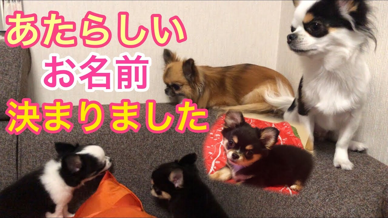 もるの新しいお名前が決まりました♡チワワの子犬がまったりソファーの上で♪Chihuahua puppies growth record.The most pretty puppies【可愛い】【犬】