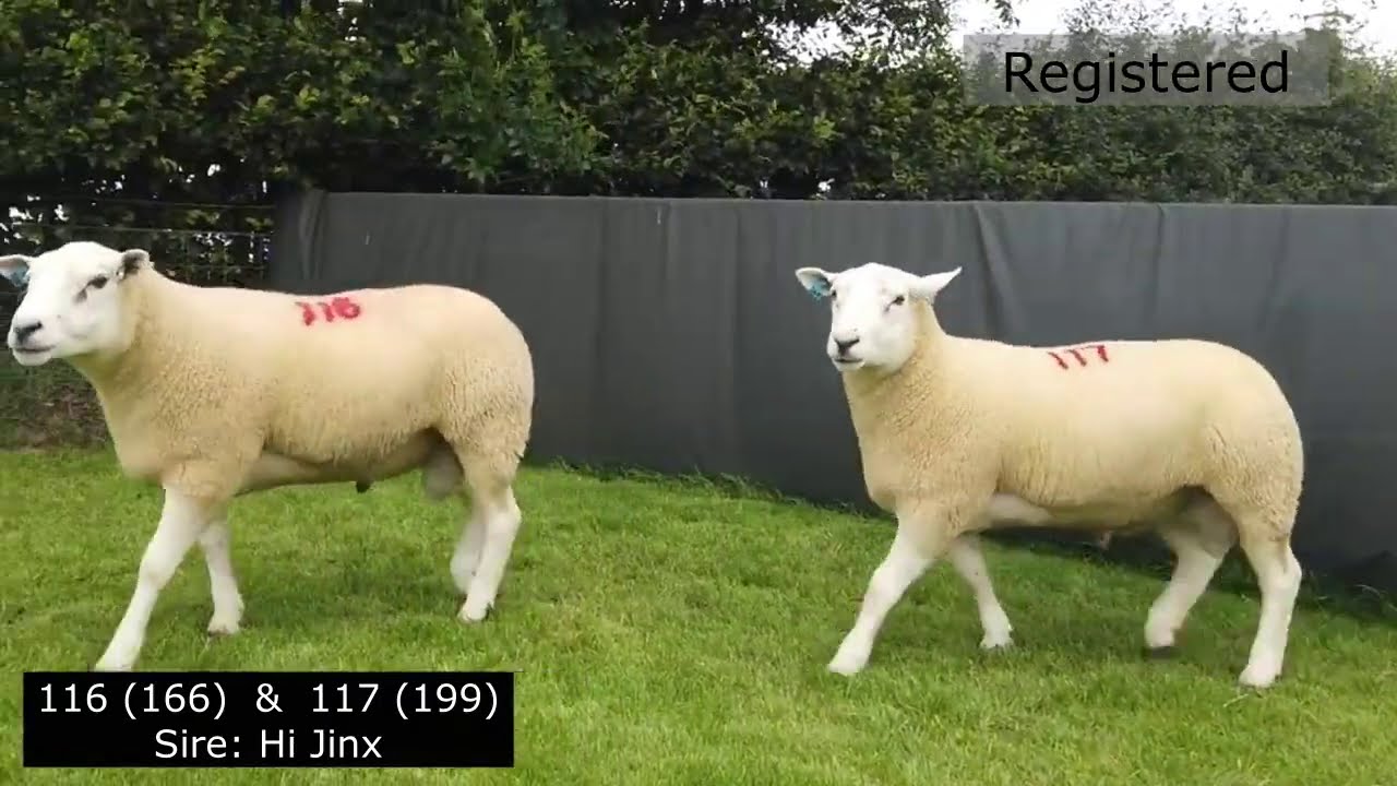 Lleyn Rams 115 to 120 - Working Genes 2020