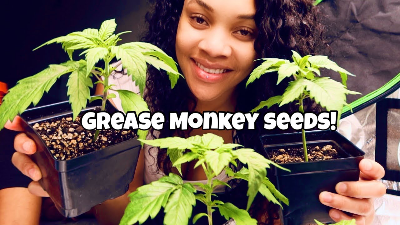 2x4 Cannabis Grow Update 🌱 MOVING FROM SEEDLING TO VEG