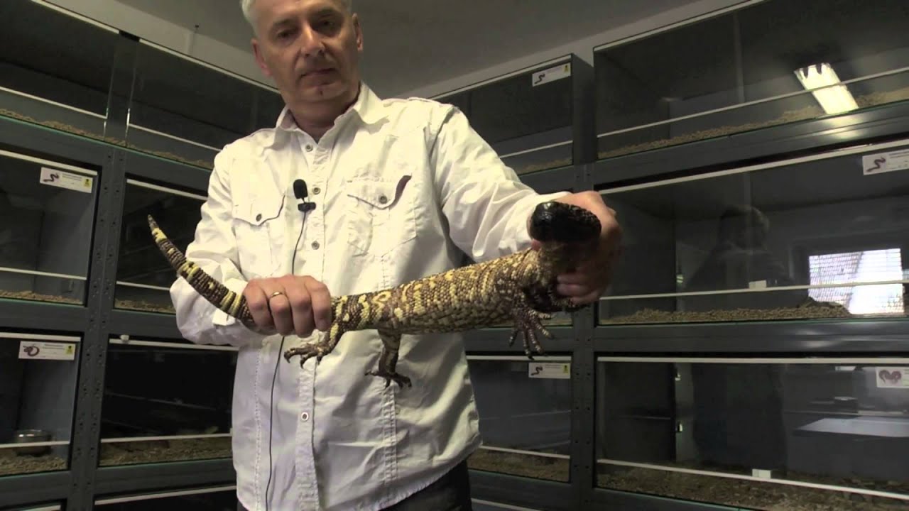 Animaltv.sk Chovateľ jedovatých hadov
