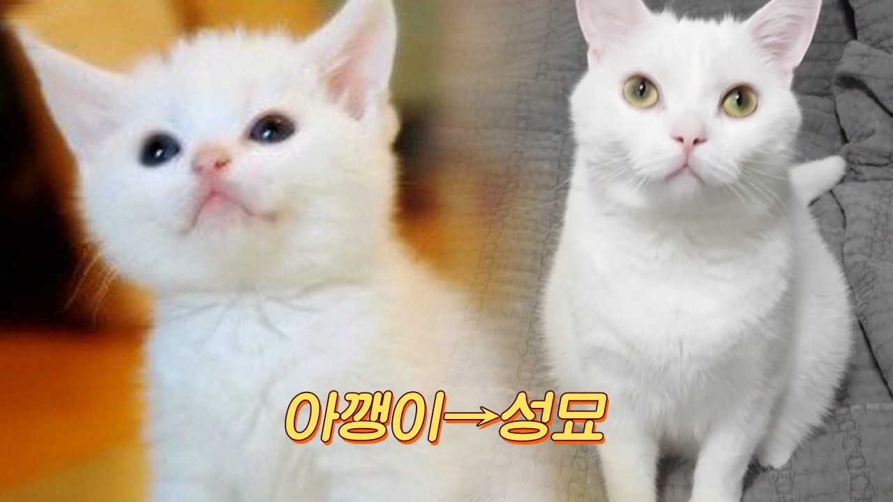 [삼시세끼고창편] 연예계 은퇴한 벌이&산체 근황