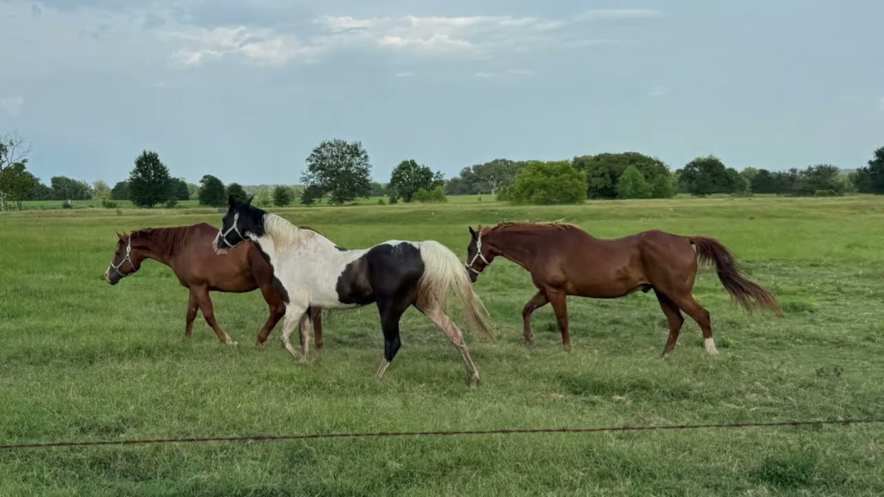Watch: Our New Commercial - Honoring Gold Star Families