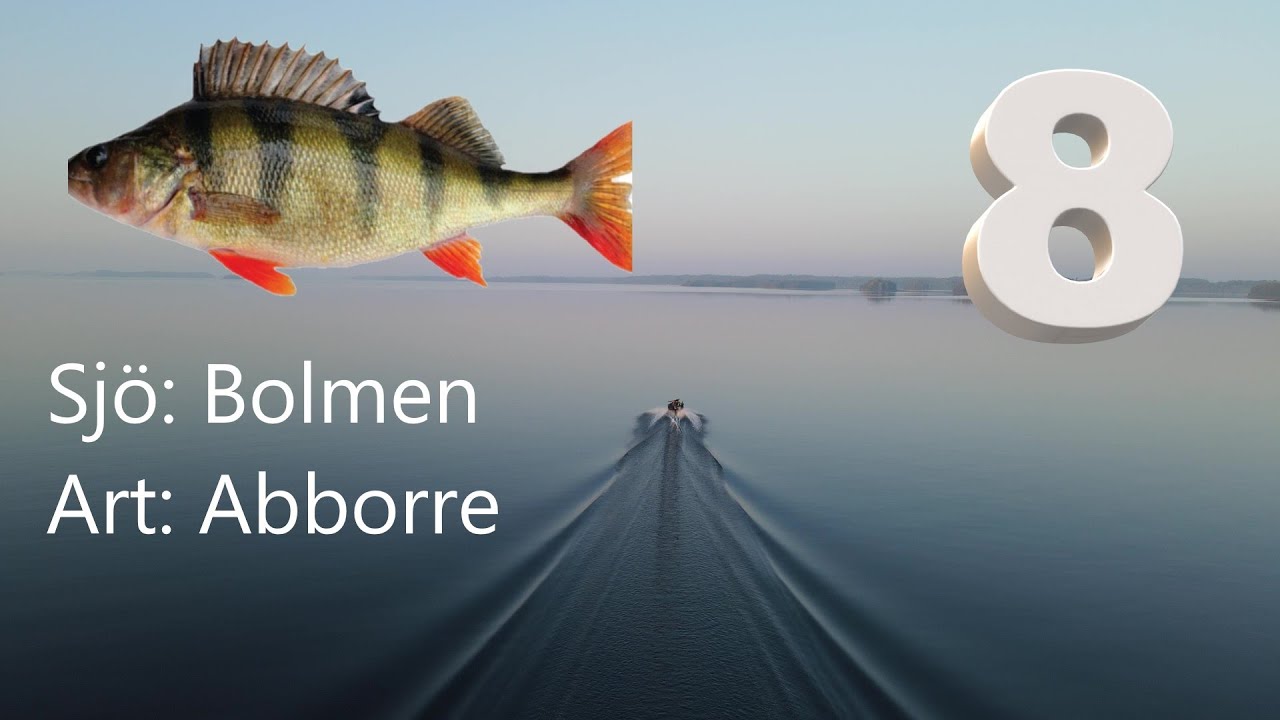 Abborr-fiske inför tävling. Tankar och metoder.