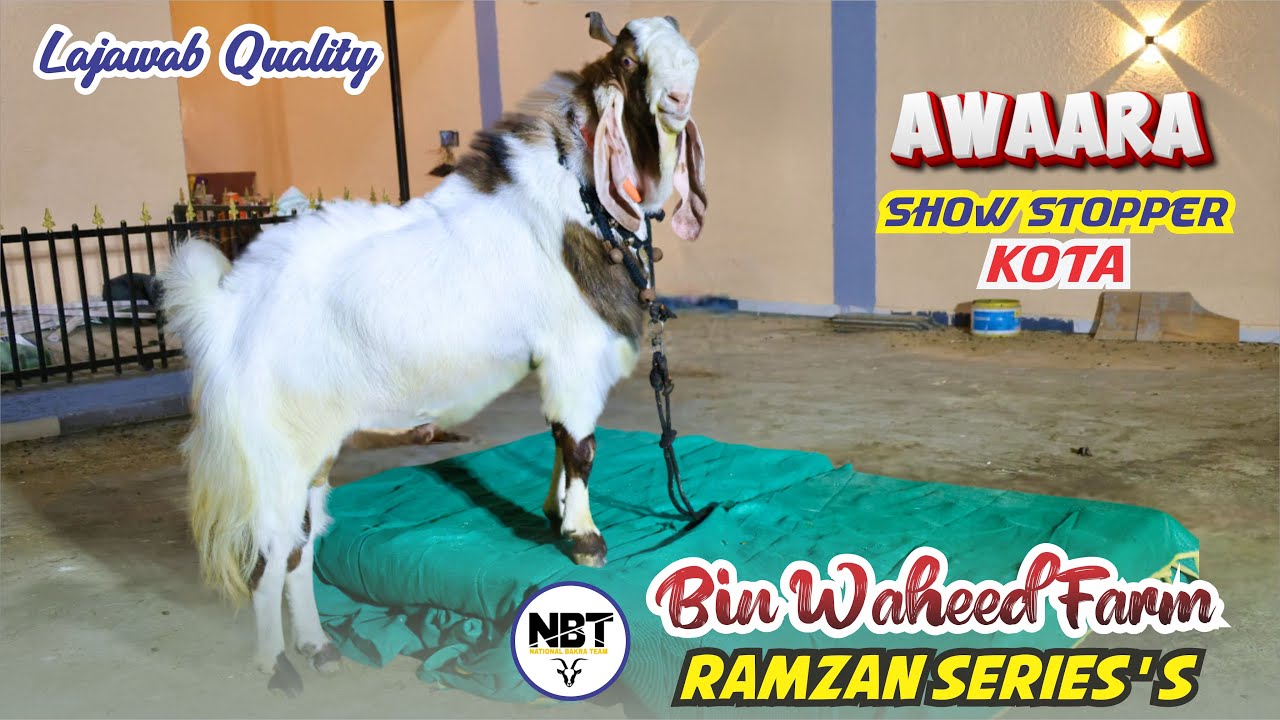 Show Stopper Kota of Bin Waheed Farm ( Ramzan Series 
