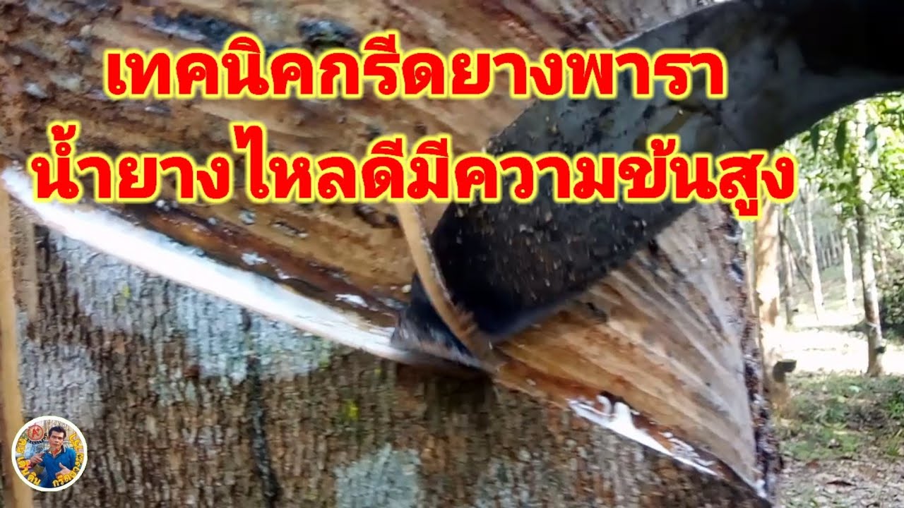 #เทคนิคกรีดยางพารา#ให้ได้ผลผลิตสูงเกินคาดแบบ 100% โดยไม่ต้องพึ่งสารเร่งใดๆทั้งสิ้น