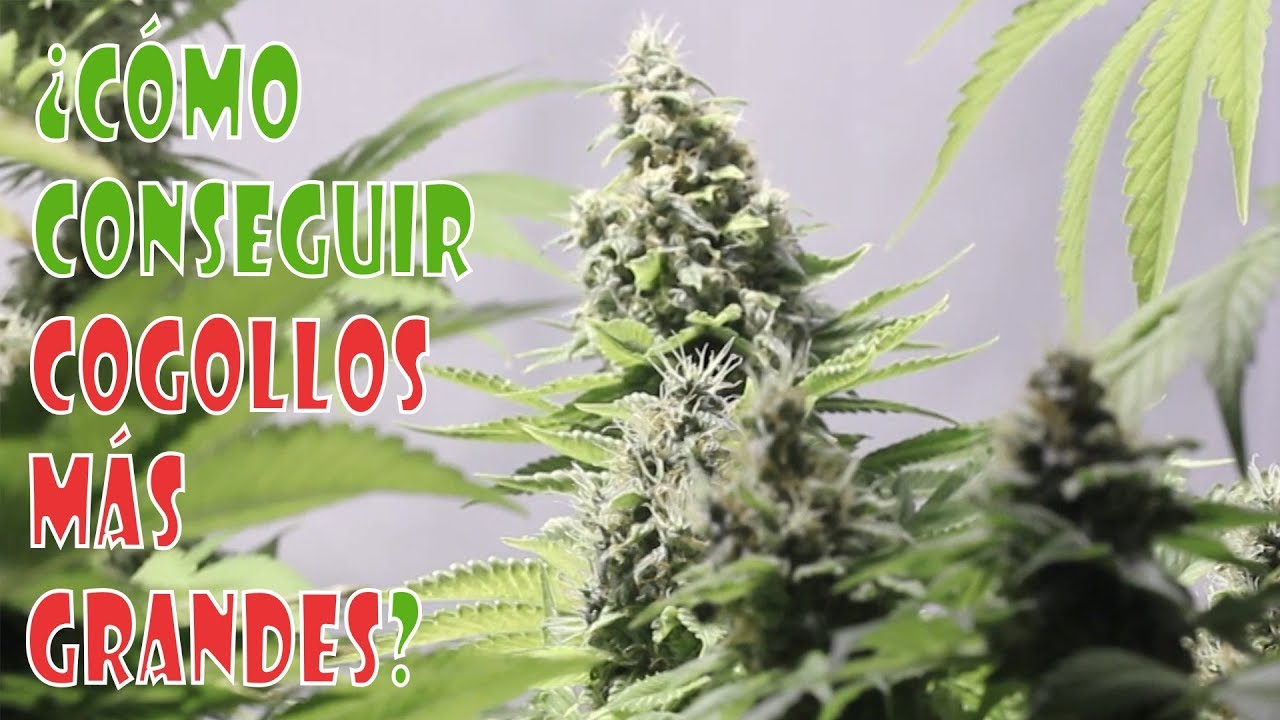 &iquest;C&oacute;mo conseguir COGOLLOS M&Aacute;S GRANDES en tus plantas de MARIHUANA? TOP CULTIVO 57