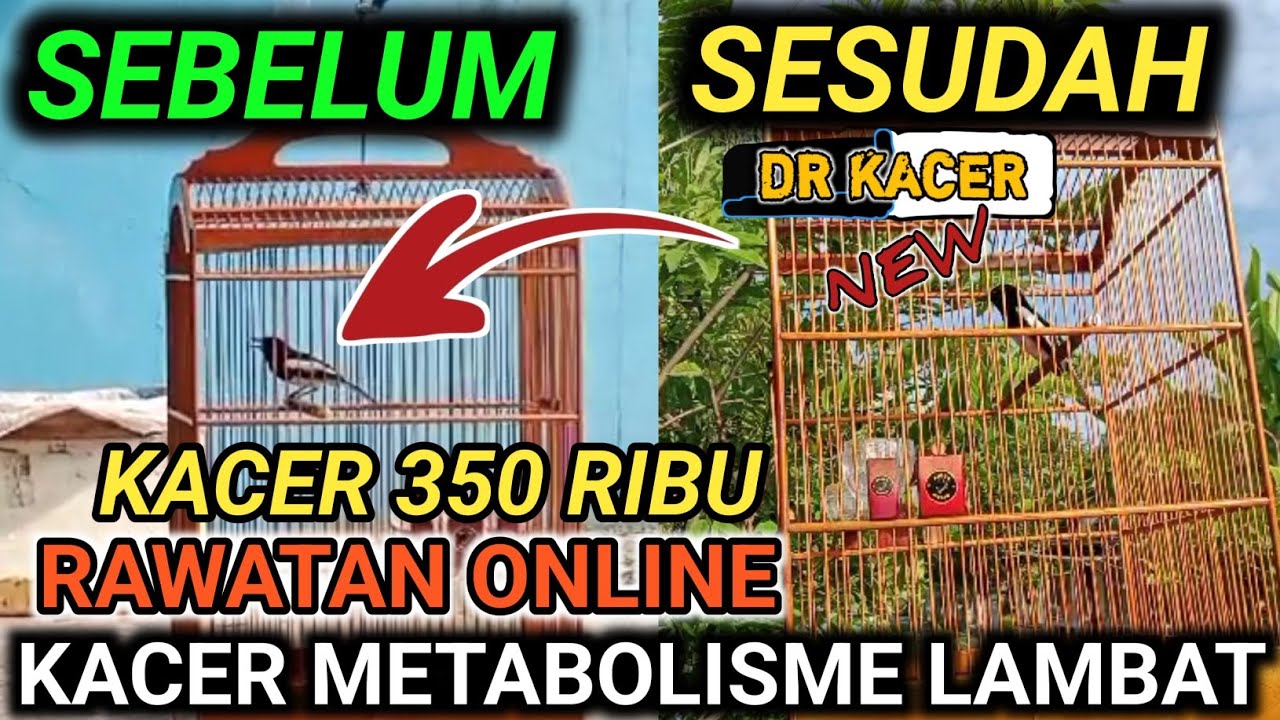 PELAJARI INI !!! LANGSUNG TAHU ARAH RAWATAN KACER KACER ON BUKA EKOR
