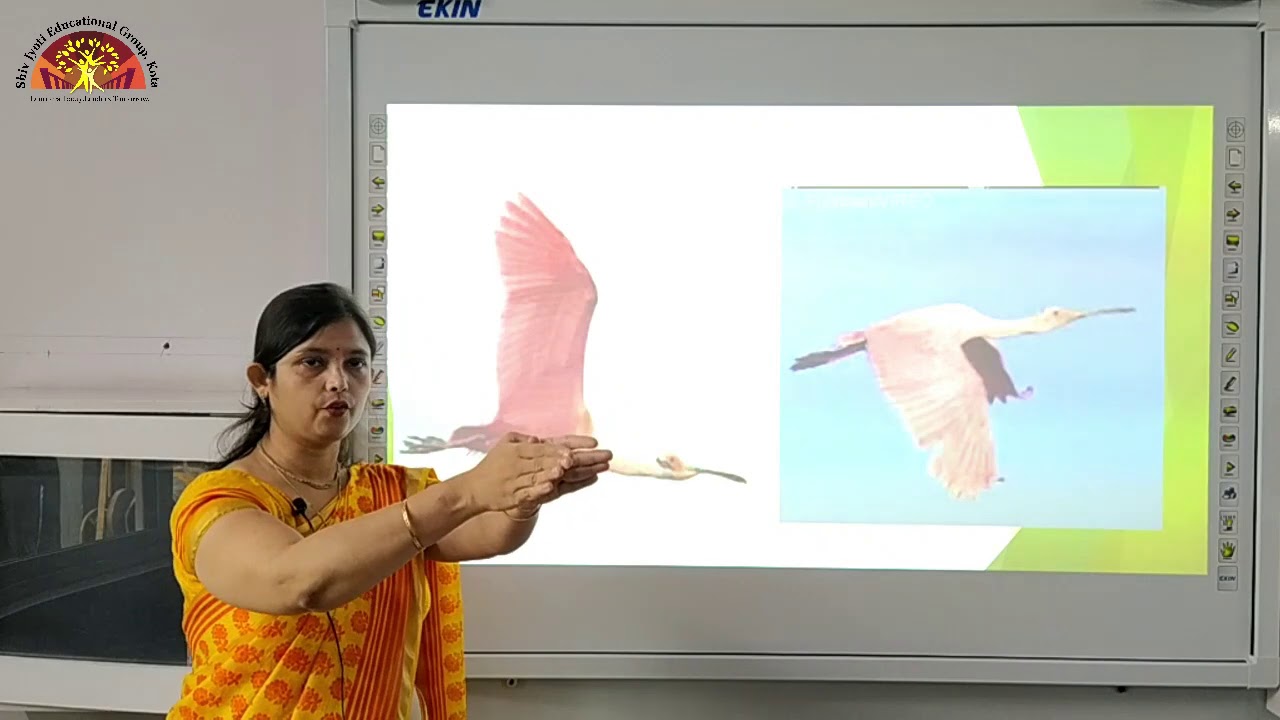 Class- 3 | Birds | Ch- 8 Part- 1 | Science | Shiv Jyoti Convent Sr. Sec. School | Affiliated to CBSE