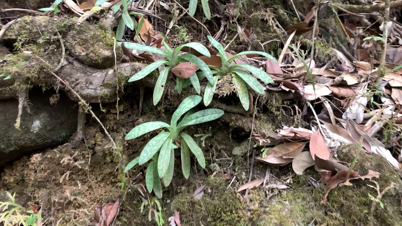 【4K】Paphiopedilum fowliei in Palawan