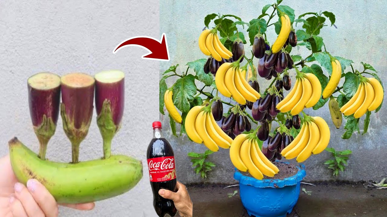 Good propagation method eggplant in ripe bananas using simple techniques to get more fruit