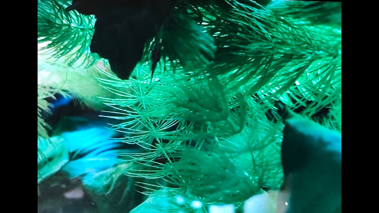 Thema des Tages-Aquarium