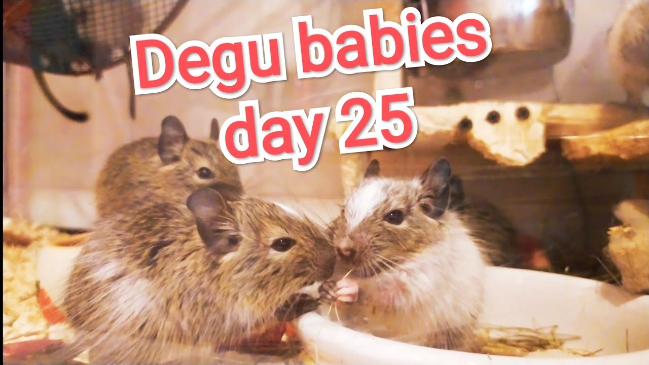 Degu babies day 25 🐿️🐿️🐿️