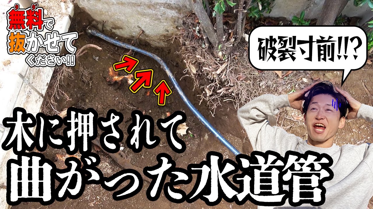 【庭の木抜いてみた】巨大化した木の下から出てきた水道管