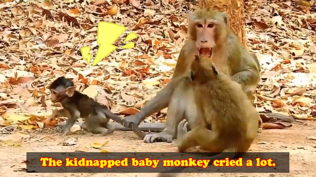 The baby monkey was kidnapped and could not get milk so he cried loudly and sadly.