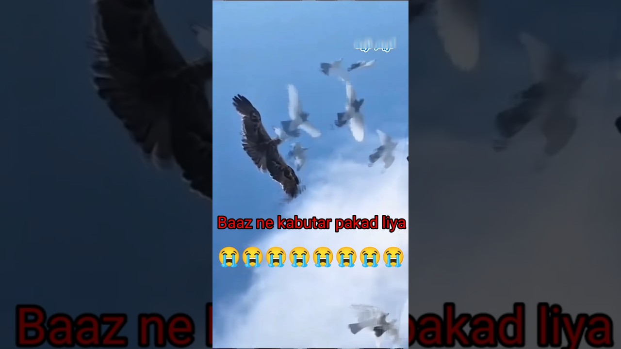 छत पर जब सबसे ज्यादा उड़ने वाला कबूतर बज ले जाता है