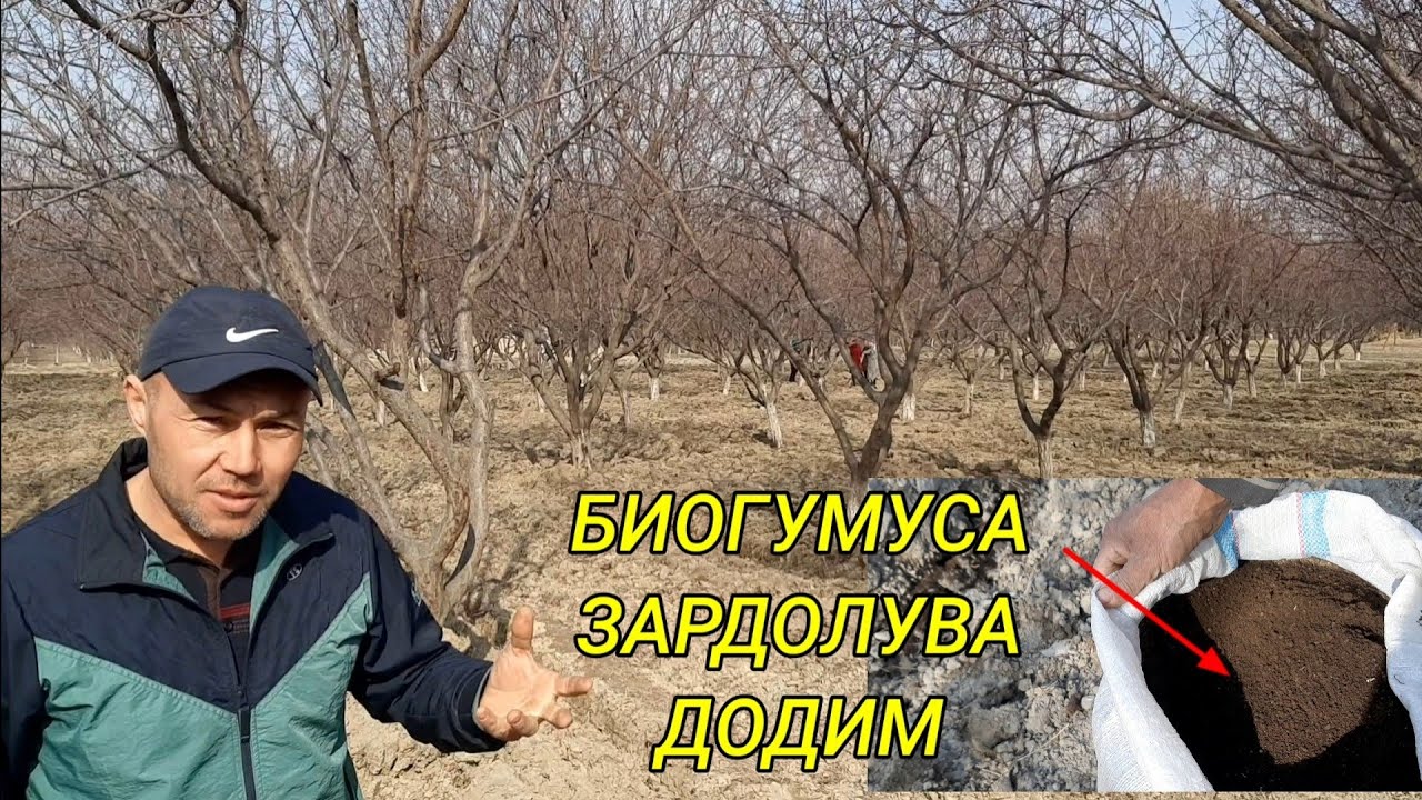 ЗАРДОЛУВА БИОГУМУС ДОДИМ Конибодом.кучкак