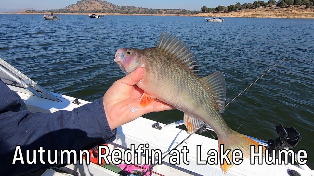 Autumn Redfin at Lake Hume