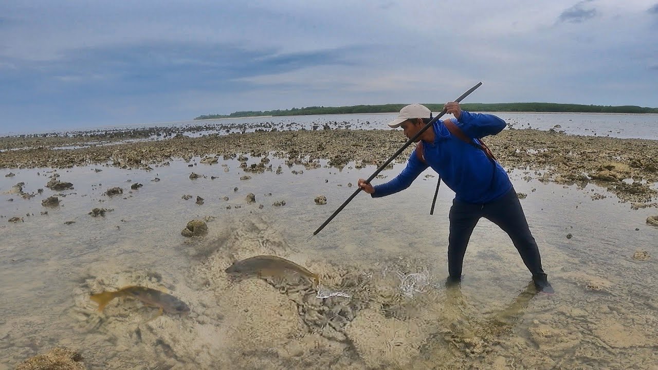 Menombak ikan wktu air surut pagi banyak terjebak di atol karang hasilnya langsung masak